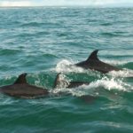 Dolphins swimming uvita costa rica Costa Rica real estate photos