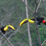 ToucanSanBuenas_Kiss1 costa rica toucans