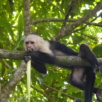 capuchin berg costa rica capuchin monkey