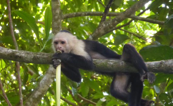 costa rica capuchin monkey