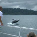Whale_watching costa rica whale watching