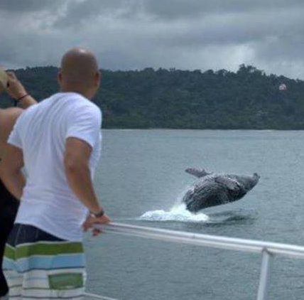 costa rica whale watching