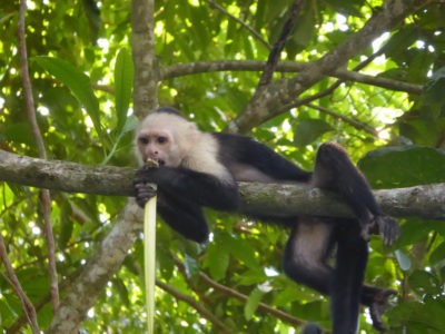 How Many Species of Costa Rica Monkey