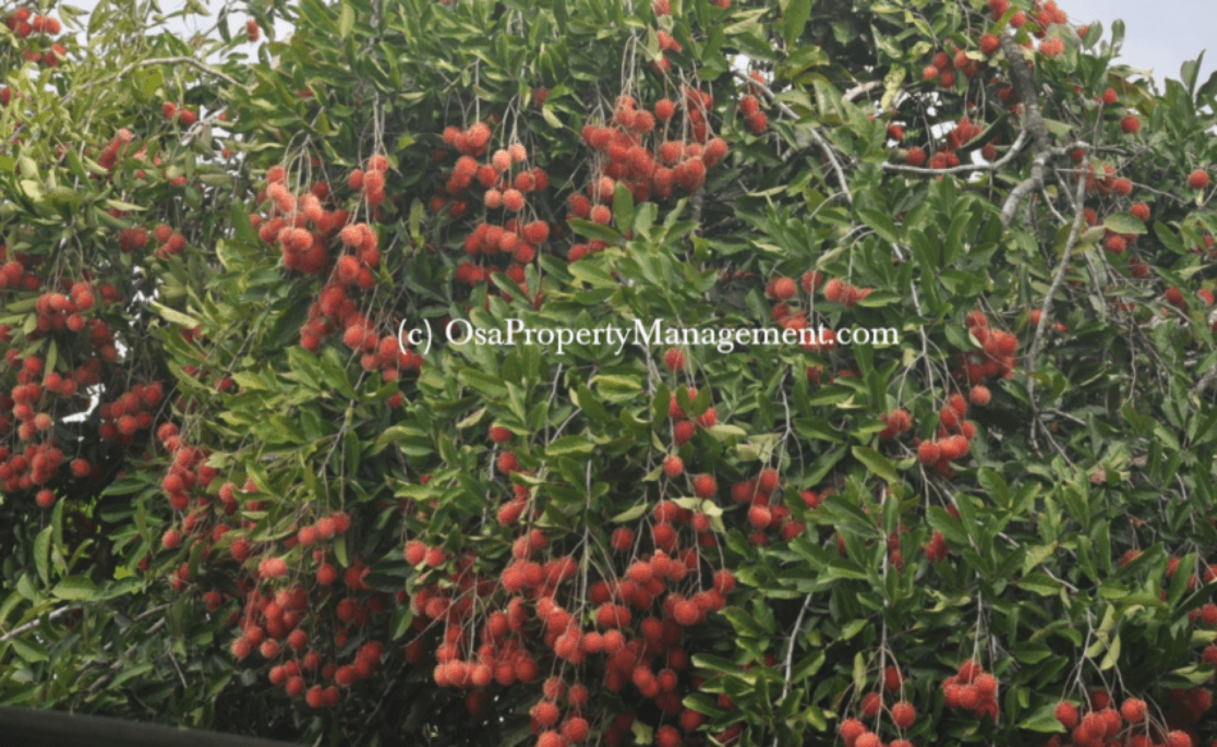 rambutan fruit tree