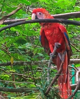 macaw alturas wildlife sanctuary