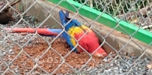 pair of macaws alturas wildlife