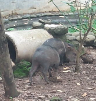 peccary alturas wildlife sanctuary