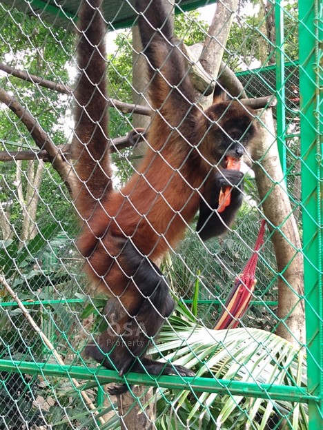 spider monkey alturas wildlife dominical