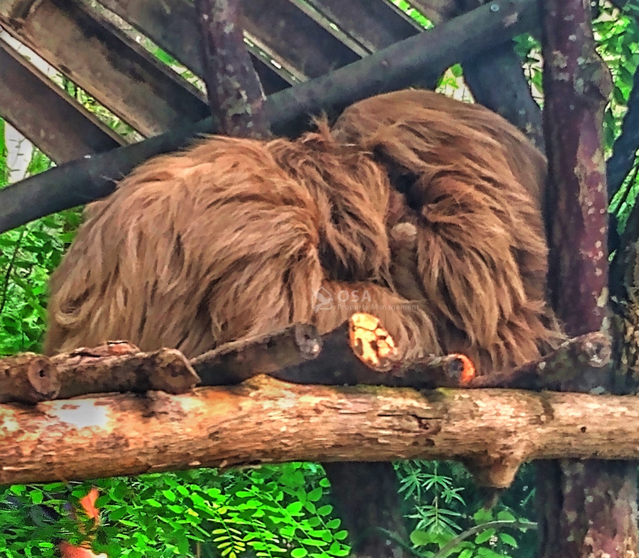 Alturas wildlife sanctuary tour sloths