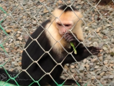 white faced capuchin monkey