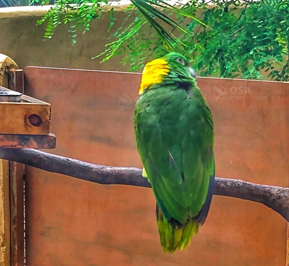 parrot at villas alturas wildlife sanctuary dominical