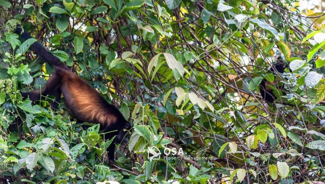 howler monkeys sierpe costa rica