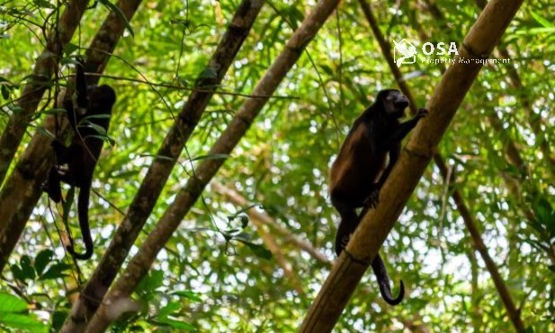 howler monkeys sierpe