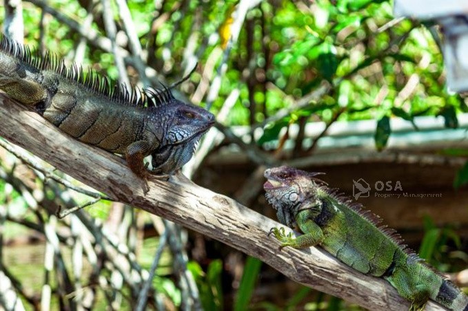 two iguanas sierpe