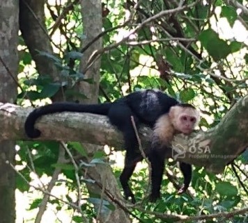 Manuel Antonio National Park Tour