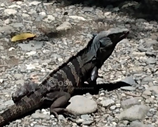 Iguana--which we've come to think of like squirrels back home--they're everywhere!