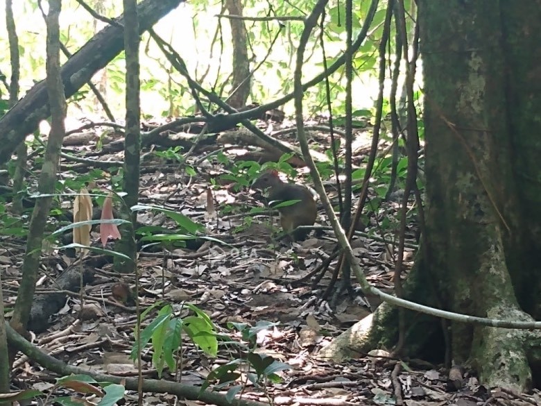 Agouti manuel antonio costa rica