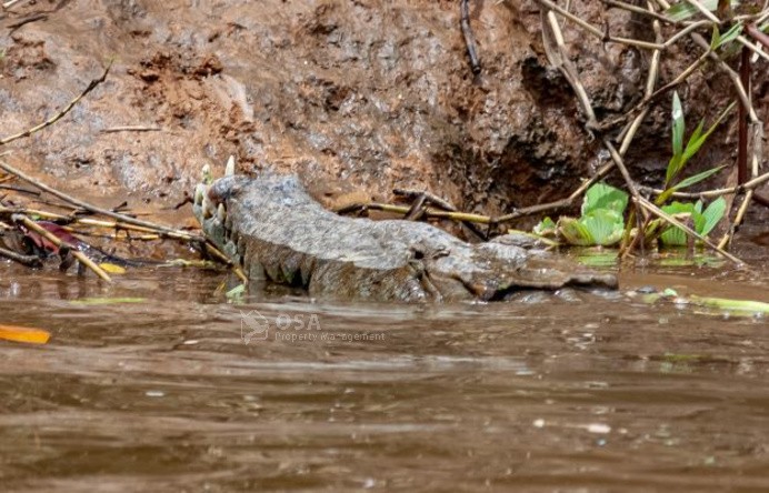 crocodile sierpe costa rica