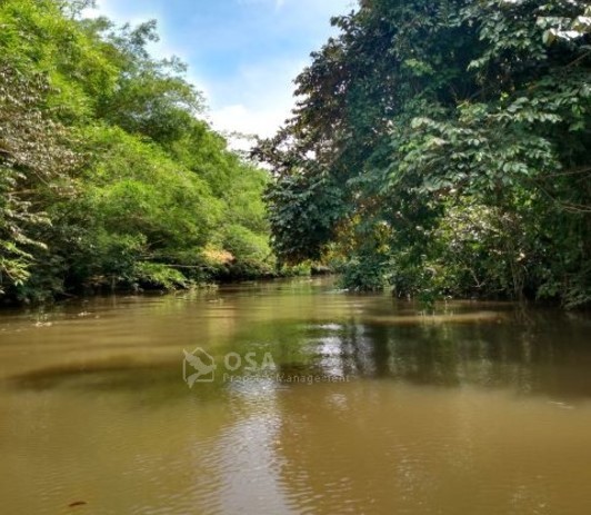 sierpe river wildlife tour