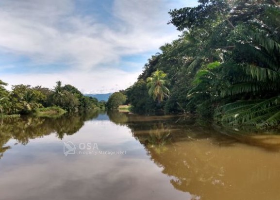 sierpe river wildlife tour