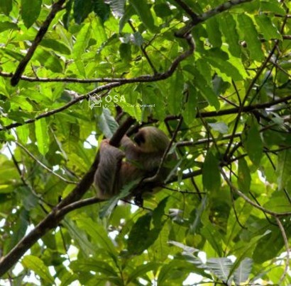 two-toed sloth sierpe costa rica