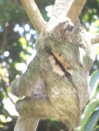 sloth manuel antonio national park