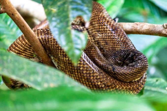 snake costa rica