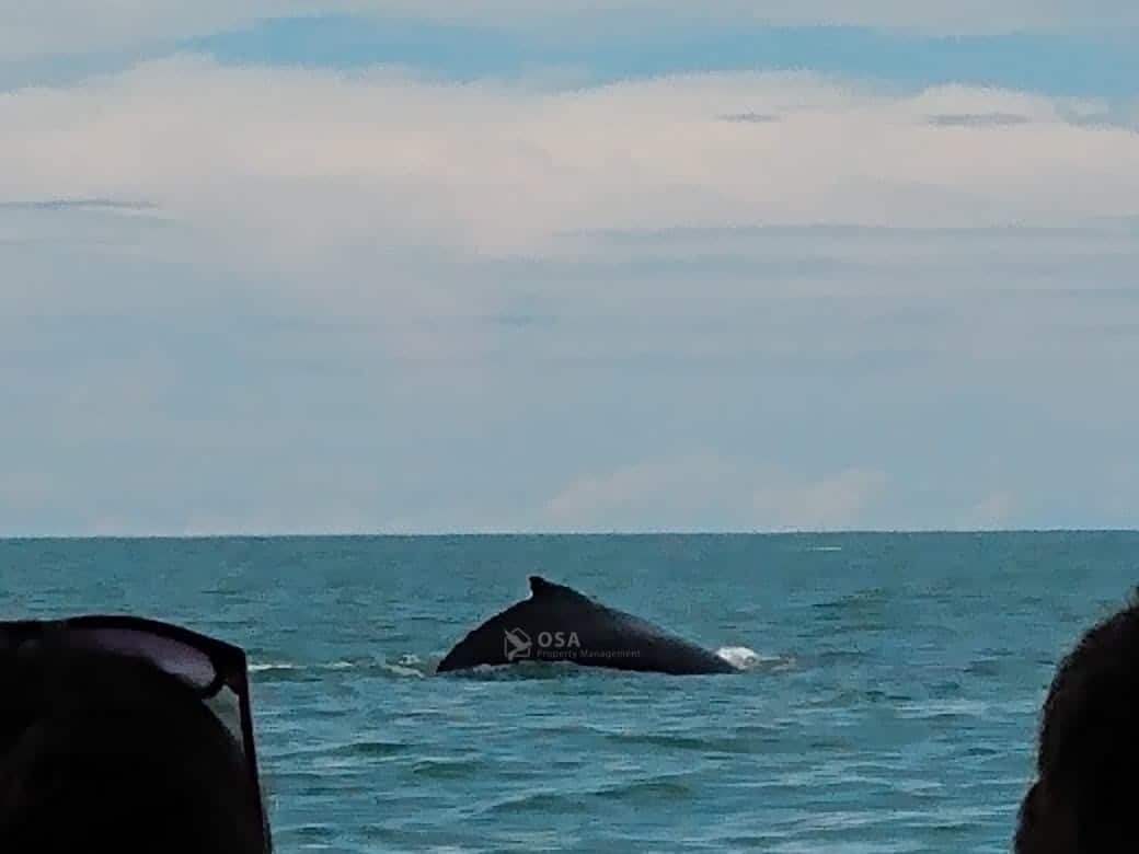 uvita whale watching tour breaching