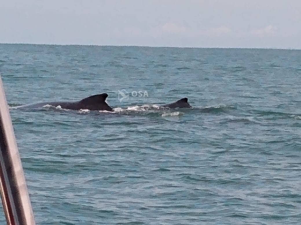 uvita whale watching tour mother calf