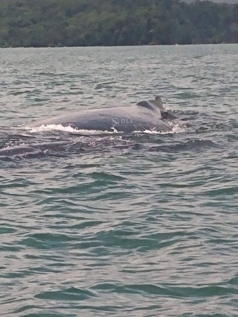 uvita whale watching tour whale