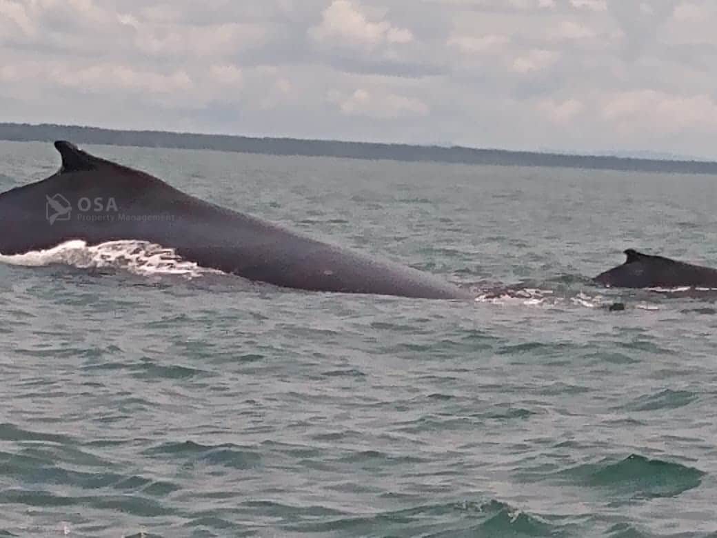 Uvita Whale Watching Tour