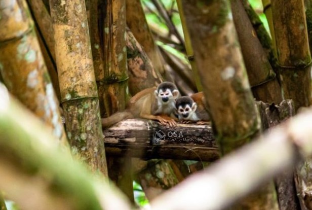 squirrel monkey sierpe