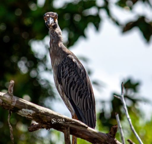 yellow crowned night heron sierpe